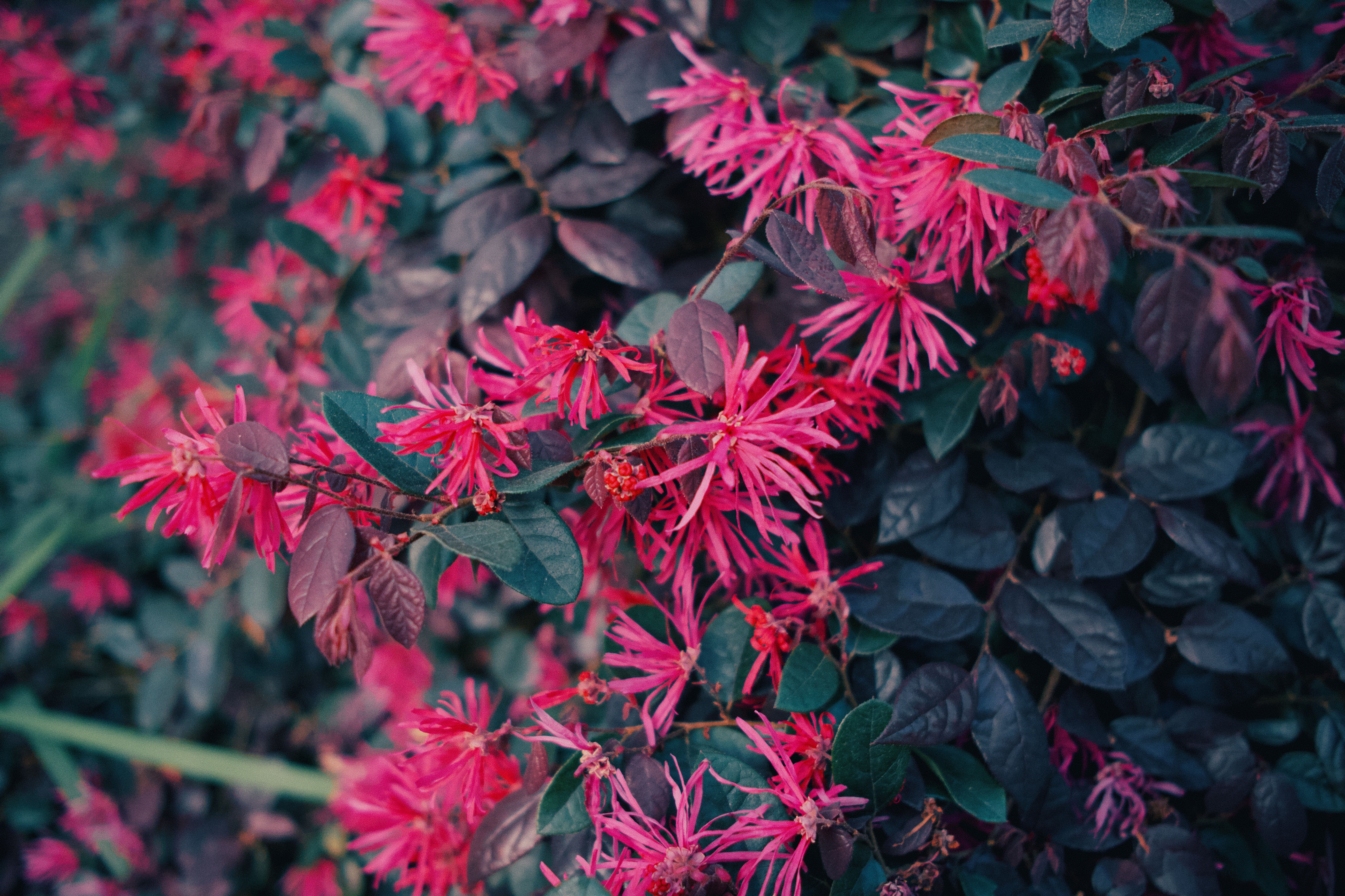 [ColoSach]-close-up-of-vibrant-pink-loropetalum-flowers-with-lush-green-leaves,-captured-in-spring.
