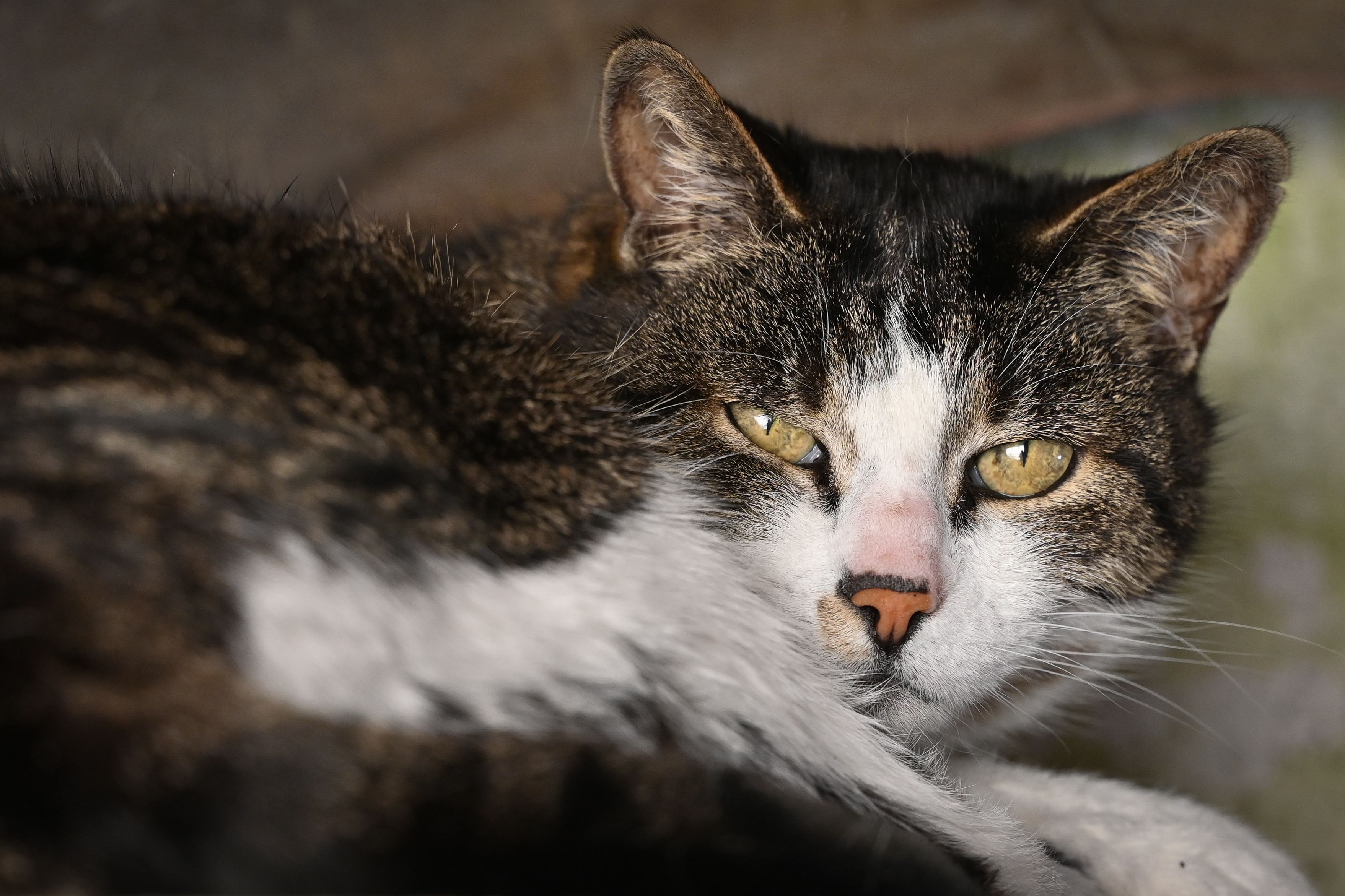 Veterinary care for a cat
