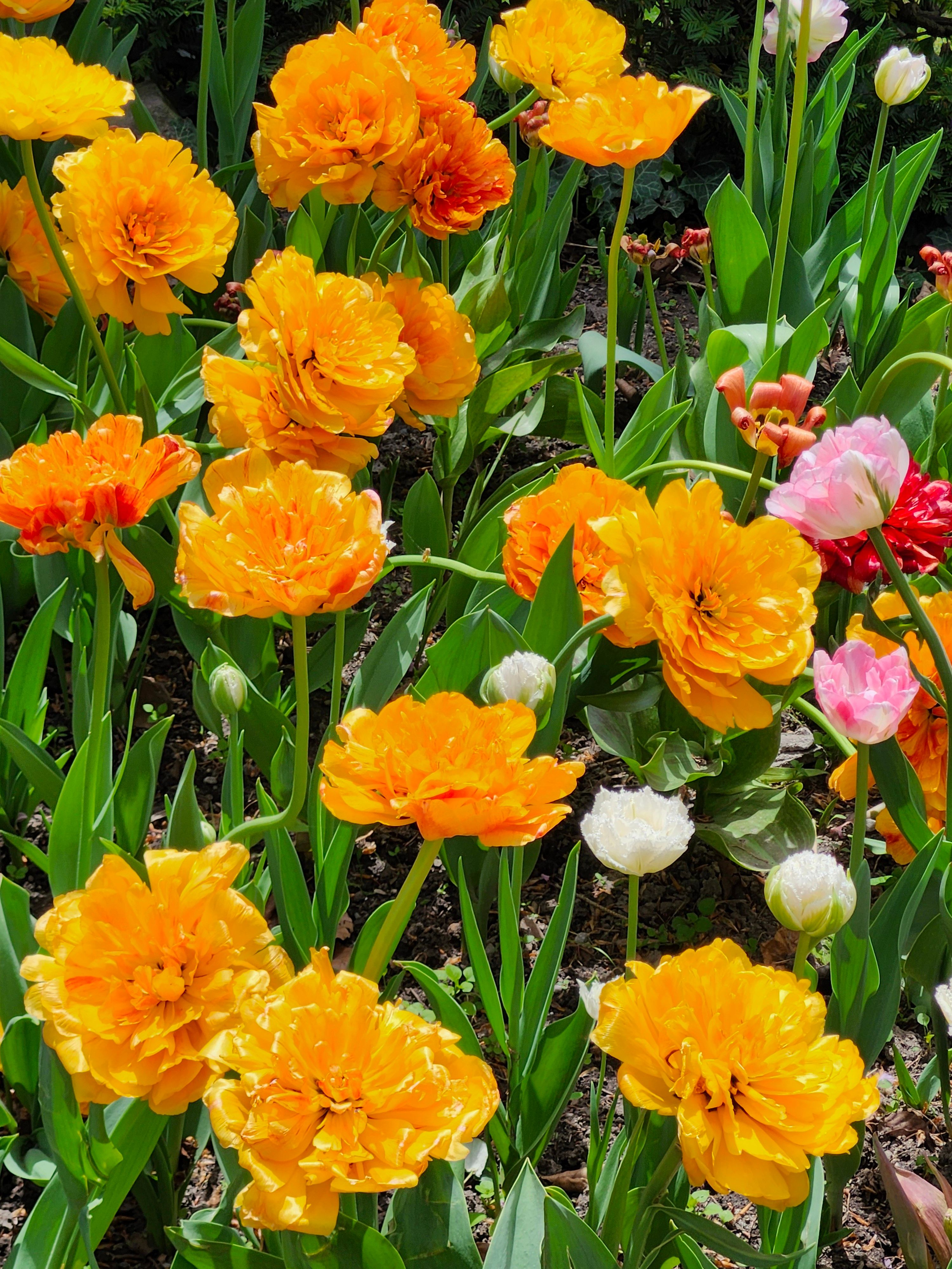[ColoSach]-bright-and-colorful-tulip-garden-in-full-bloom,-featuring-vivid-orange-and-pink-flowers-under-a-sunny-sky.