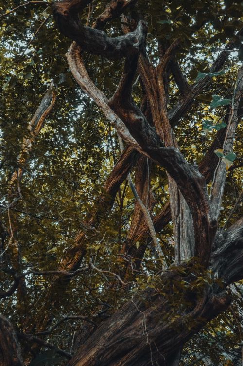 Free Captivating view of twisting branches in a lush Brazilian forest, ideal for nature and travel themes. Stock Photo