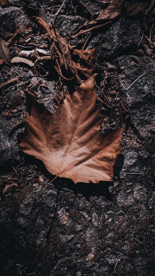Free A dried autumn leaf lies on dark rocky ground, evoking the essence of fall's transition. Stock Photo