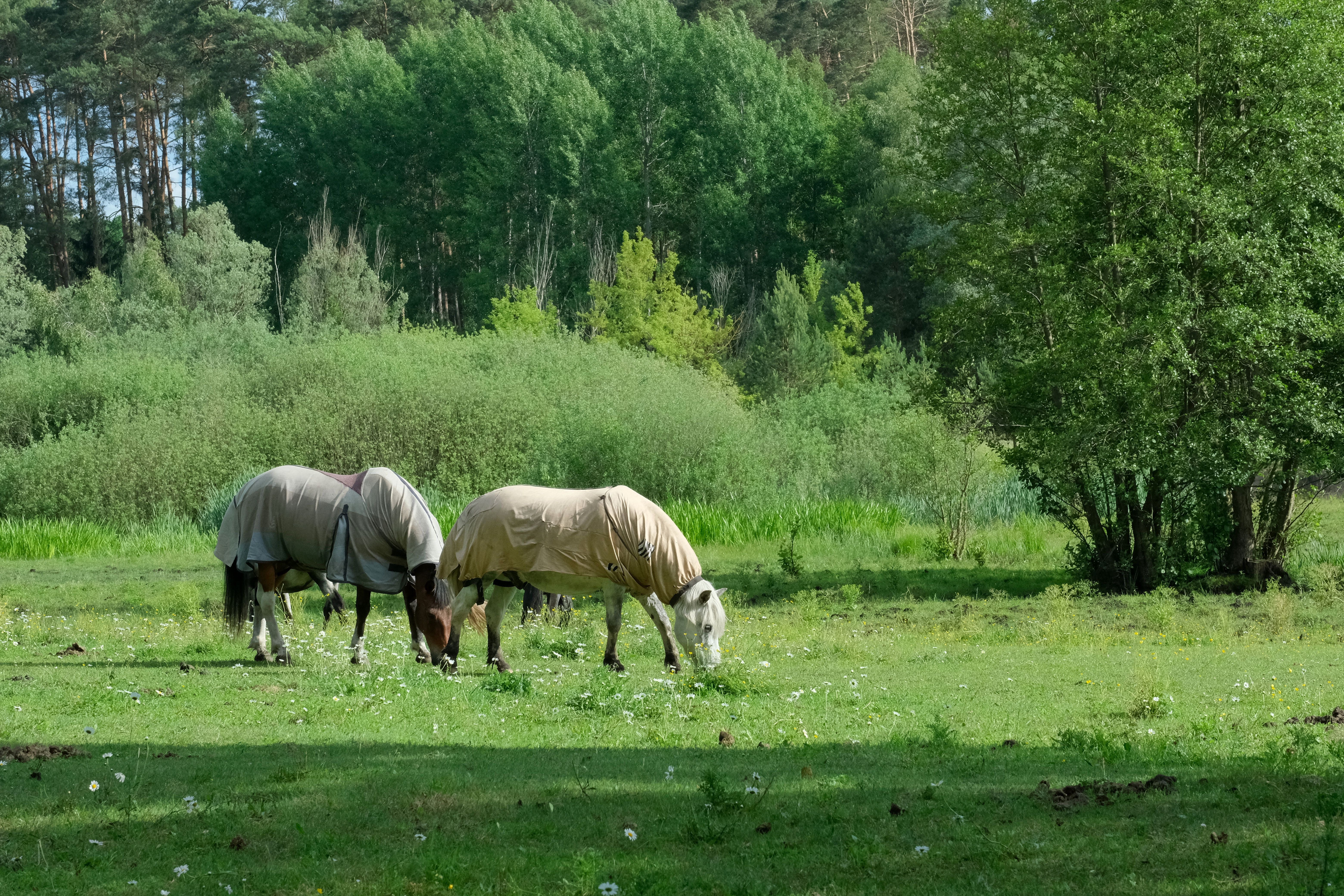Two horses grazing peacefully in a lush green pasture, surrounded by dense foliage.