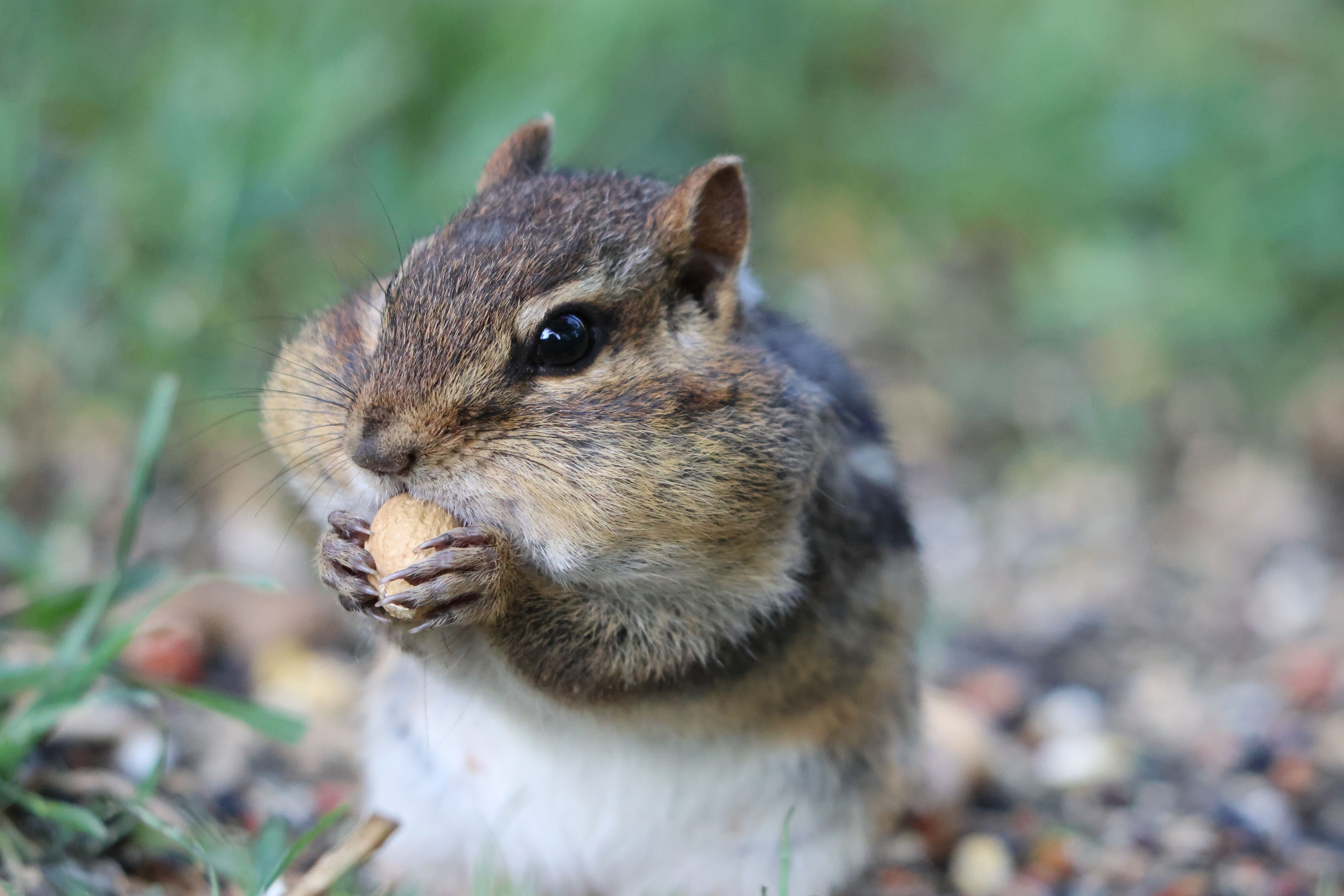 A cute chipmunk enjoying a peanut amidst fresh green grass in Minnesota.