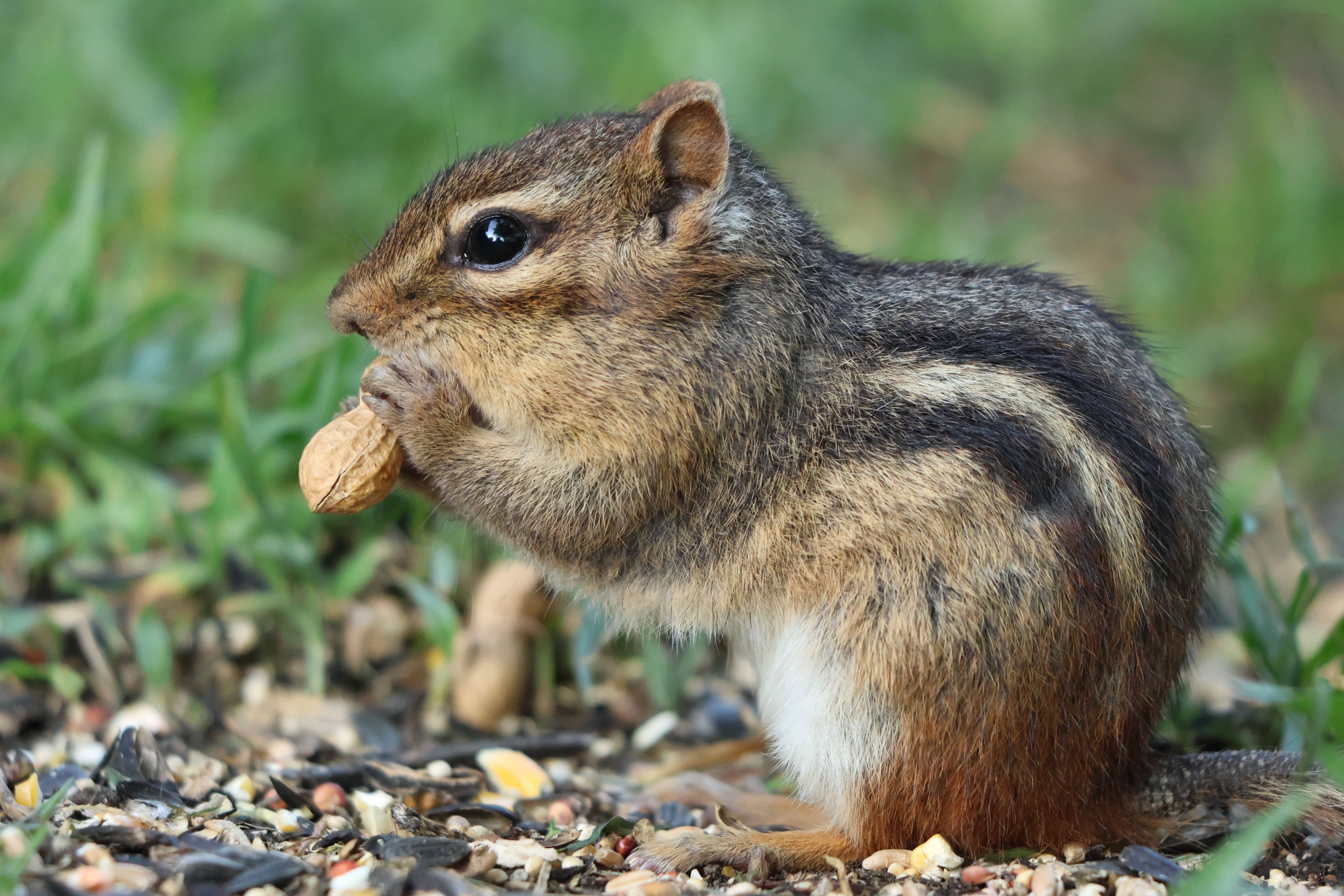 Close-up of an Eastern chipmunk eating a peanut on grassy ground in Burnsville, Minnesota.