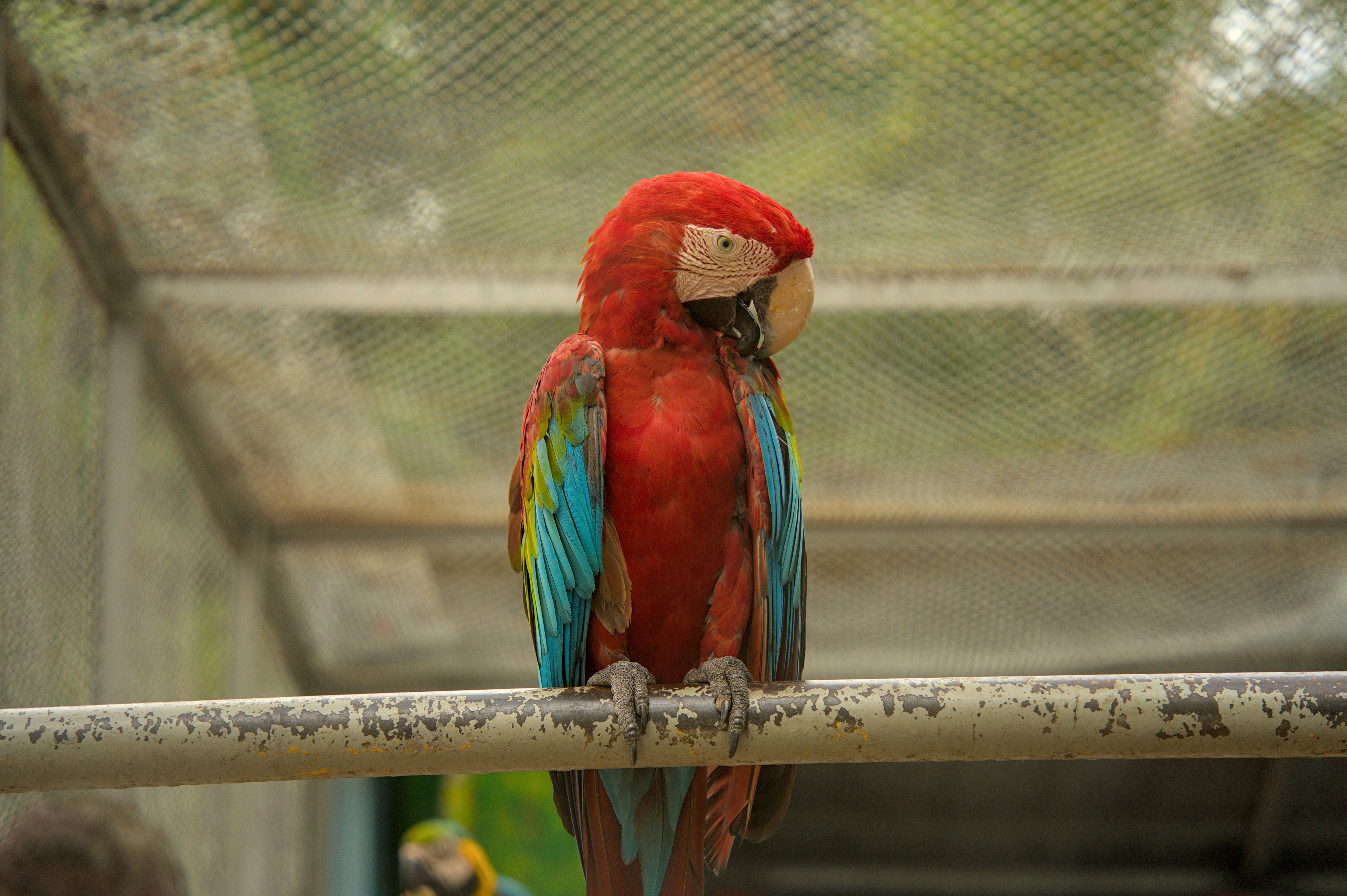 Macaw Mountain Bird Park
