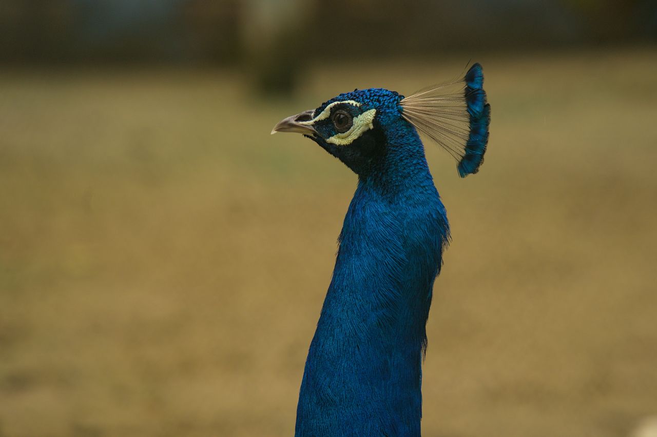 elegant close up of a vibrant indian peacock showcasing its vivid blue