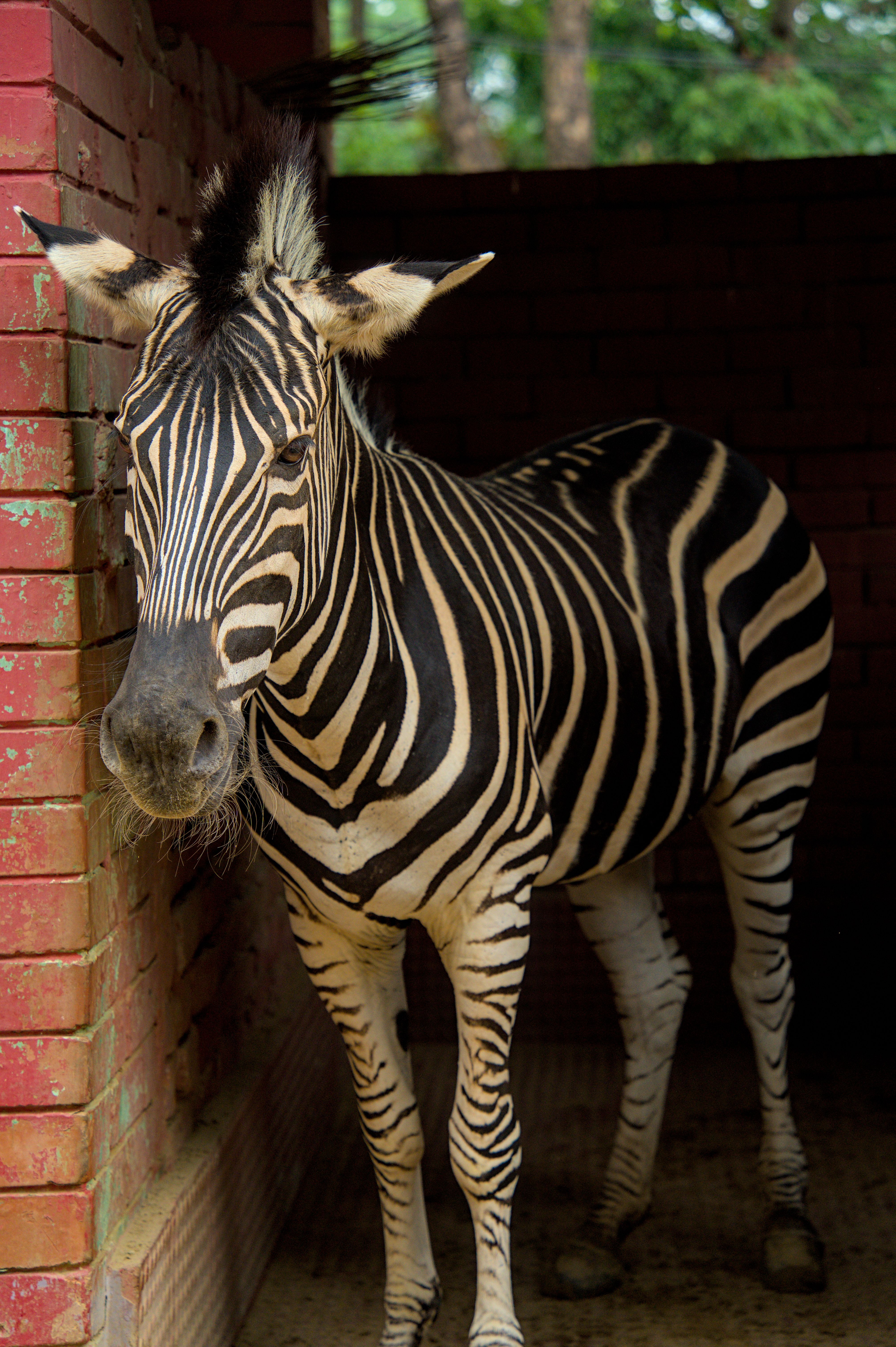 Zebra standing in a brick enclosure with lush greenery outside.