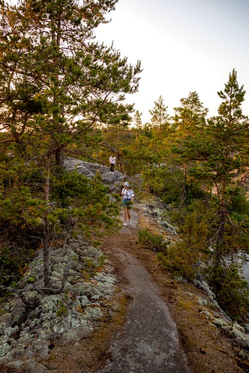 Free Two hikers explore a scenic trail in a vibrant pine forest during a sunny day. Stock Photo