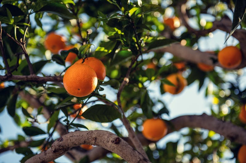 Oranger profitant du soleil de Santa Barbara avec des oranges bien mûres.