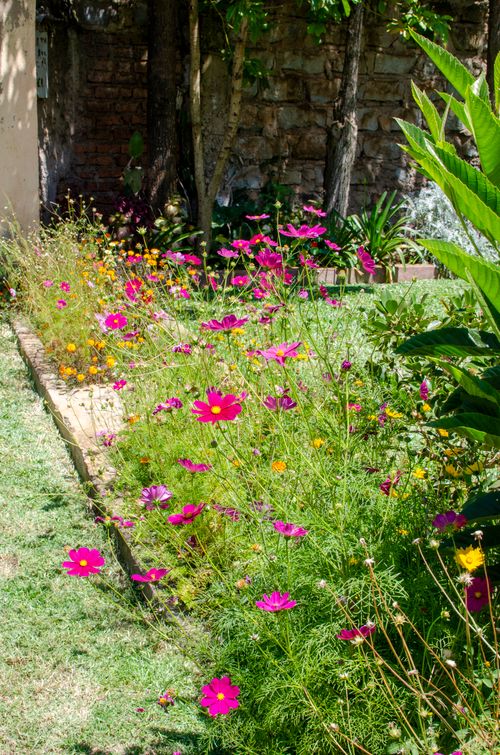 Free A colorful garden in full bloom with vibrant pink and yellow flowers under the summer sun, offering tranquility. Stock Photo