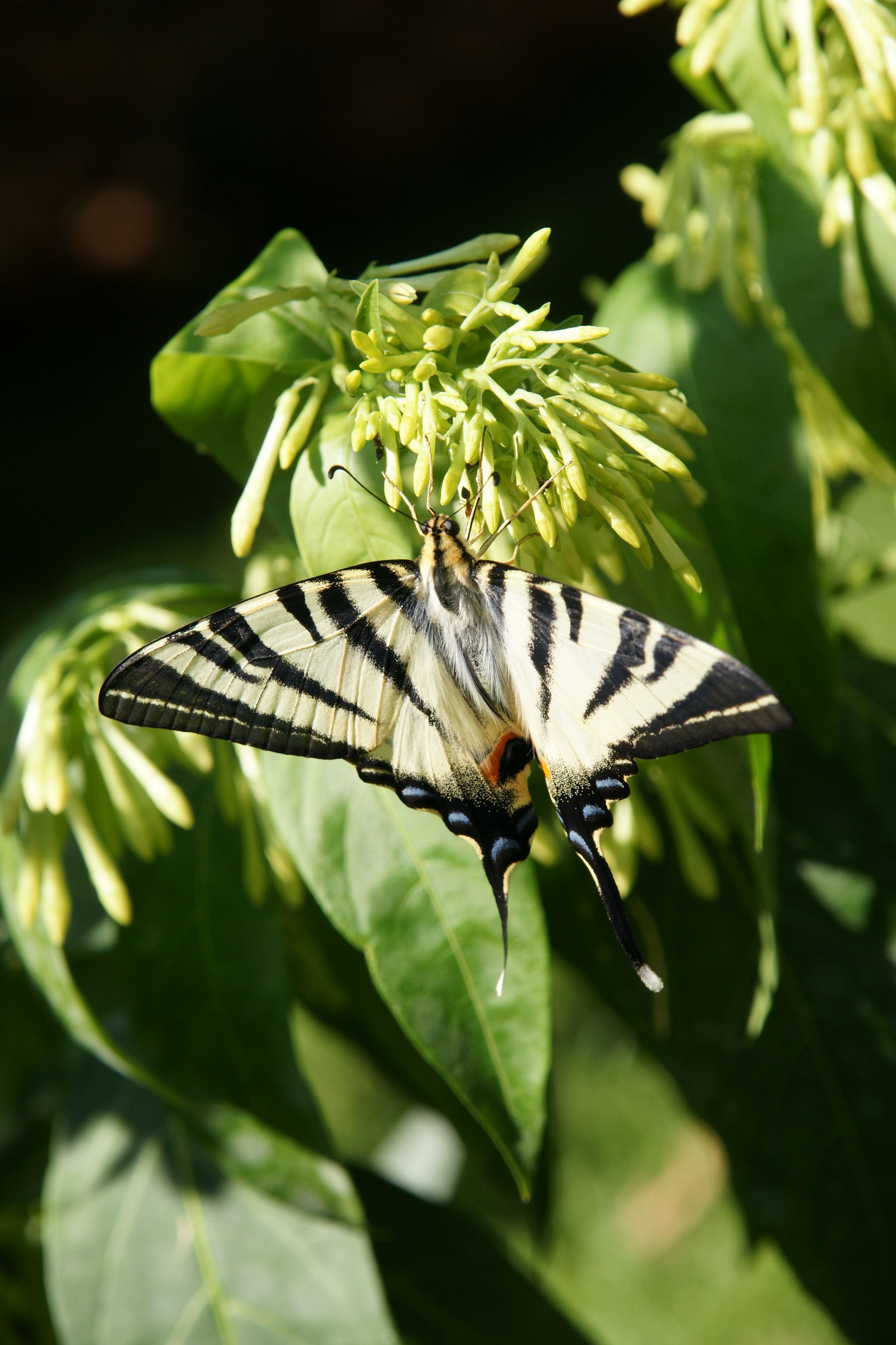Close-up of a Scarce Swallowtail butterfly resting on green foliage, showcasing its distinct wing patterns.