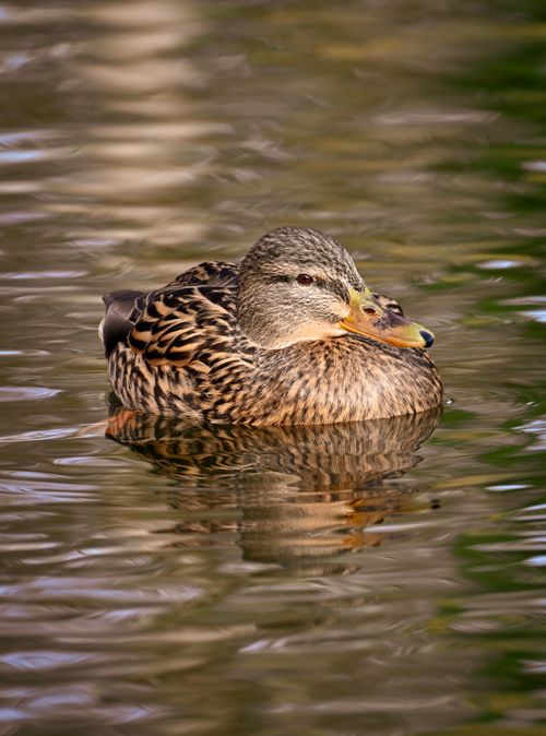 Free A beautiful mallard duck calmly floats on a pond reflecting natural light. Stock Photo