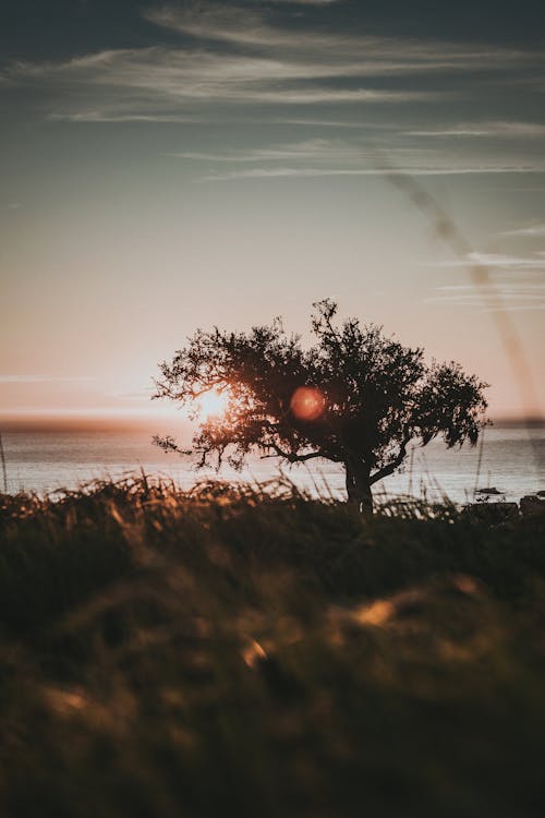 Fotos de stock gratuitas de agua, árbol, árbol al atardecer