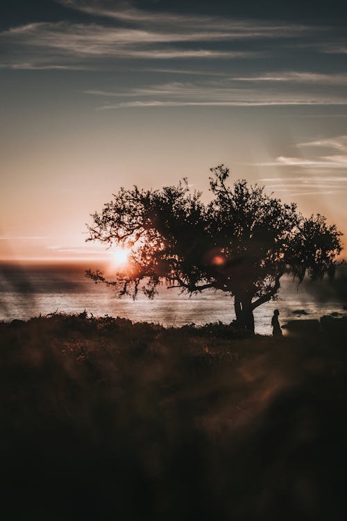 Schattenbild Des Fotos Der Person, Die Nahe Baum Während Des Sonnenuntergangs Steht