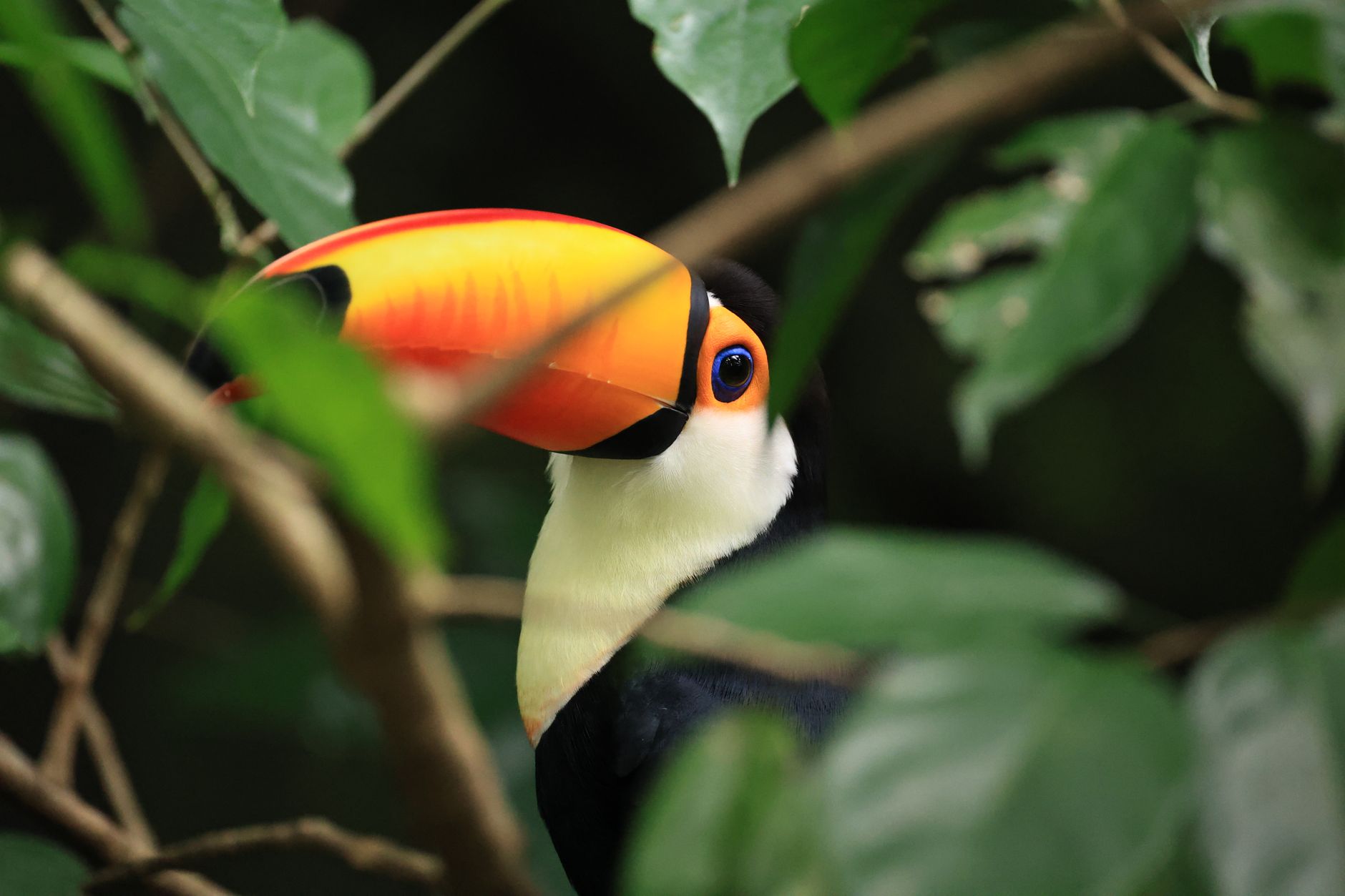 Desmatamento Ameaça Conhecimento Ancestral na Amazônia