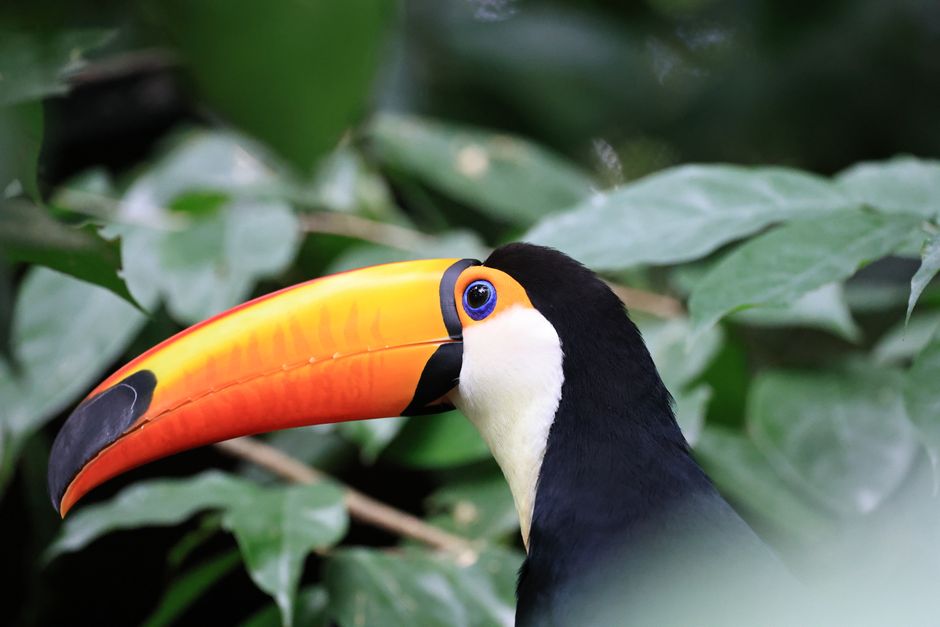 Vibrant close-up of a Toco Toucan with its striking orange beak amidst dense foliage.