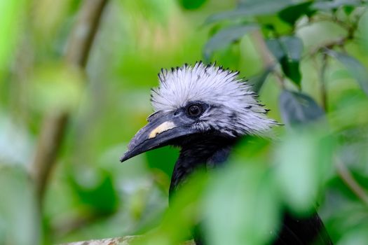 Close-up image of a black-and-white exotic bird in a lush green jungle setting, showcasing its distinct plumage.
