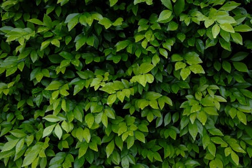 Plant With Green Leaves