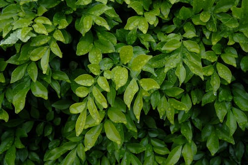 Drops of Water on Leaves