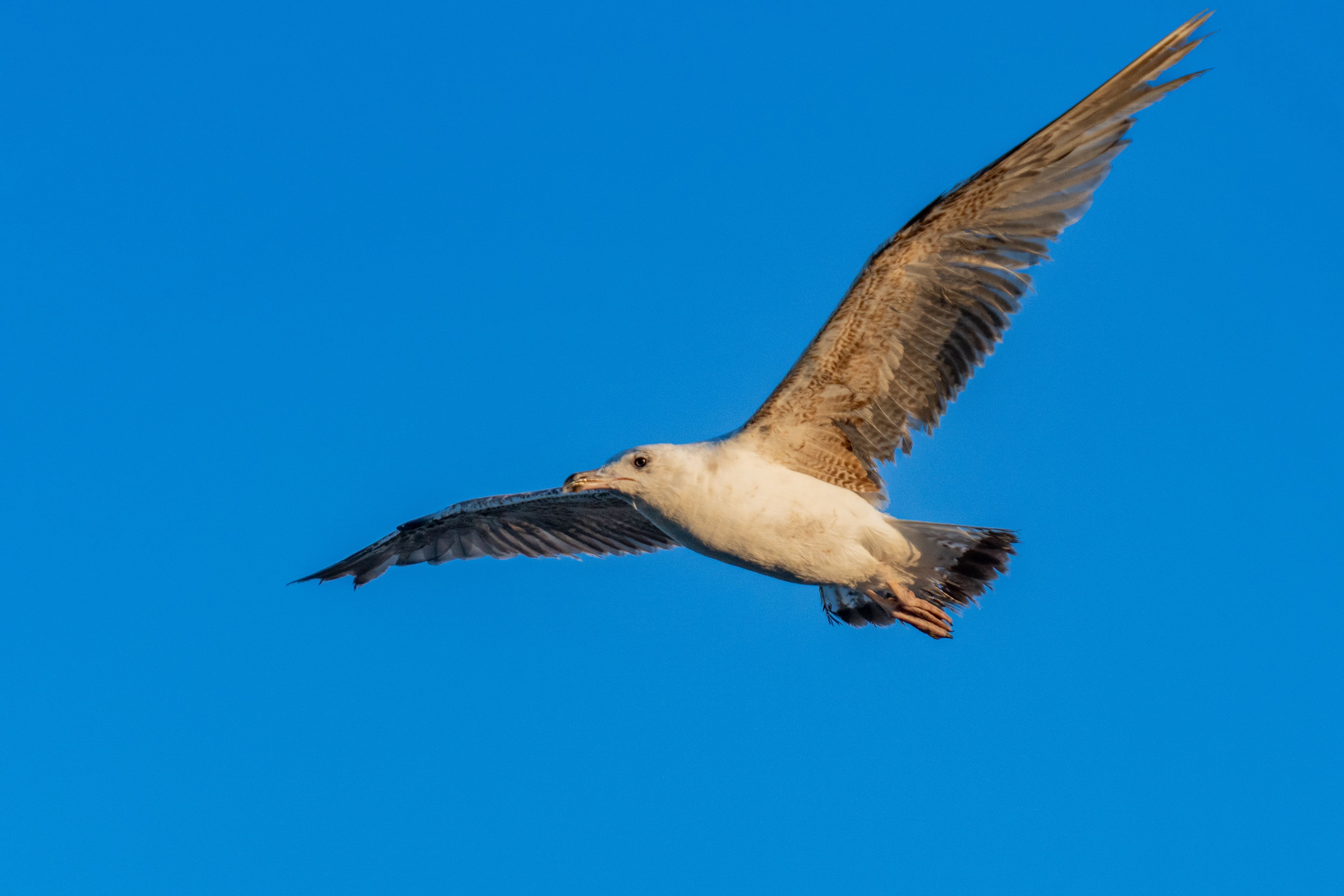A majestic seagull captured mid-flight against a bright blue sky in Santa Pola, Spain.
