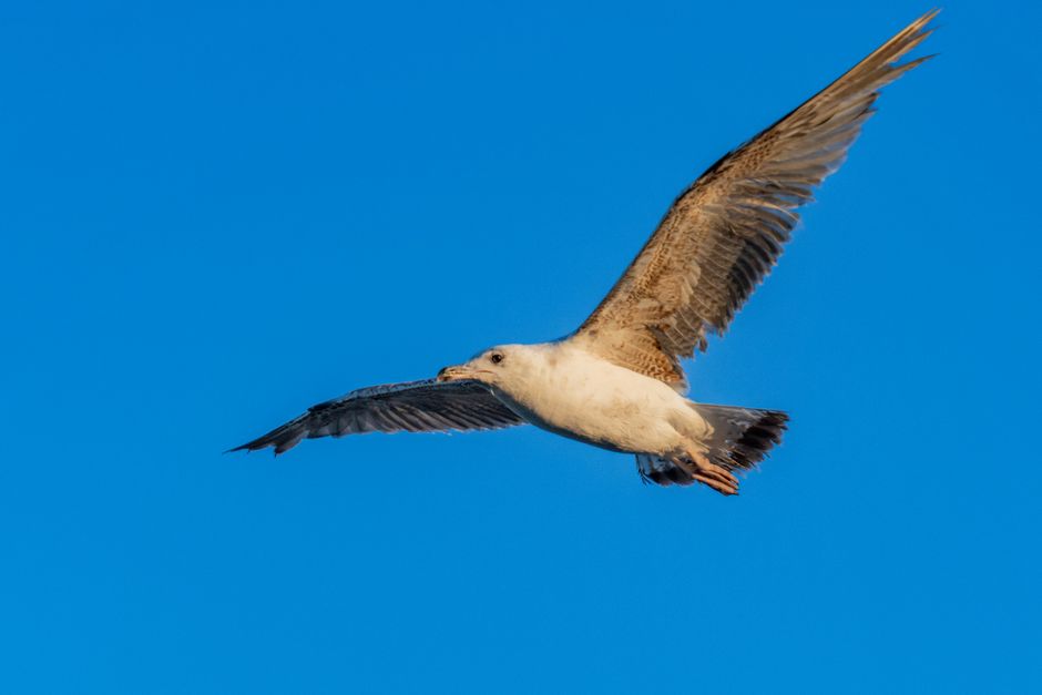 A majestic seagull captured mid-flight against a bright blue sky in Santa Pola, Spain.
