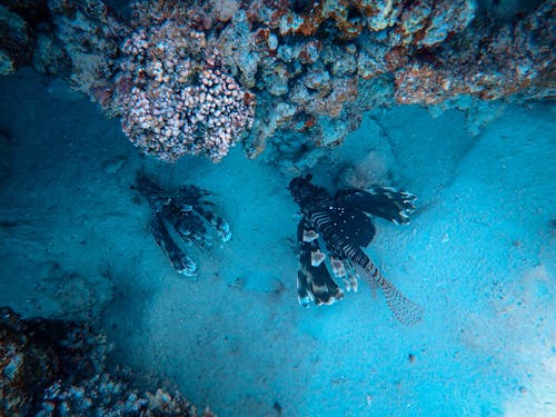 Ikan Dan Terumbu Karang Di Kedalaman Laut Biru