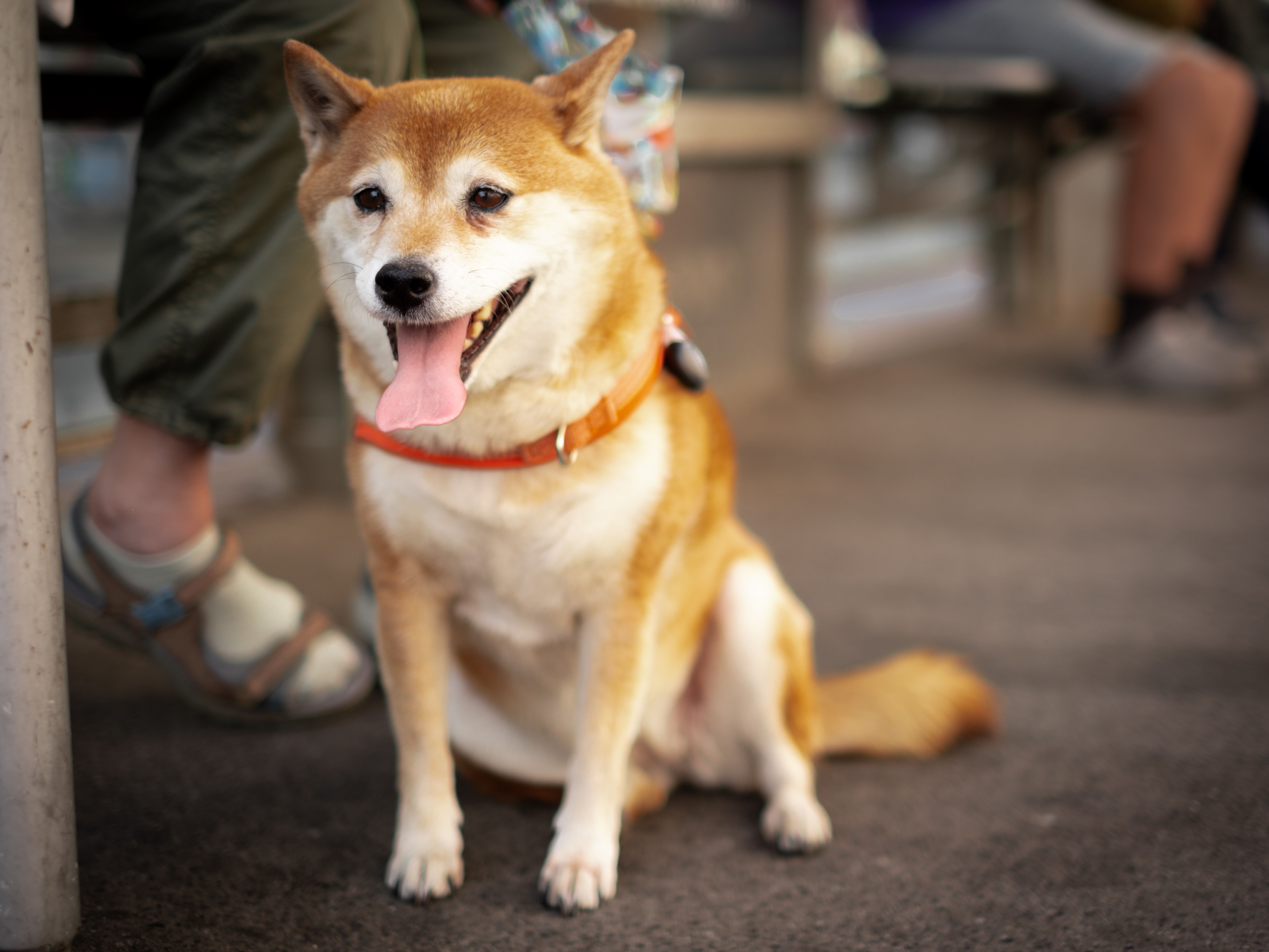 舌を出してくつろいでいる可愛い柴犬。人懐っこくて遊び好きな性格がよく表れている。
