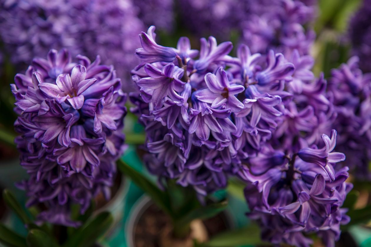 when to plant hyacinth bulbs: a beautiful garden photo
