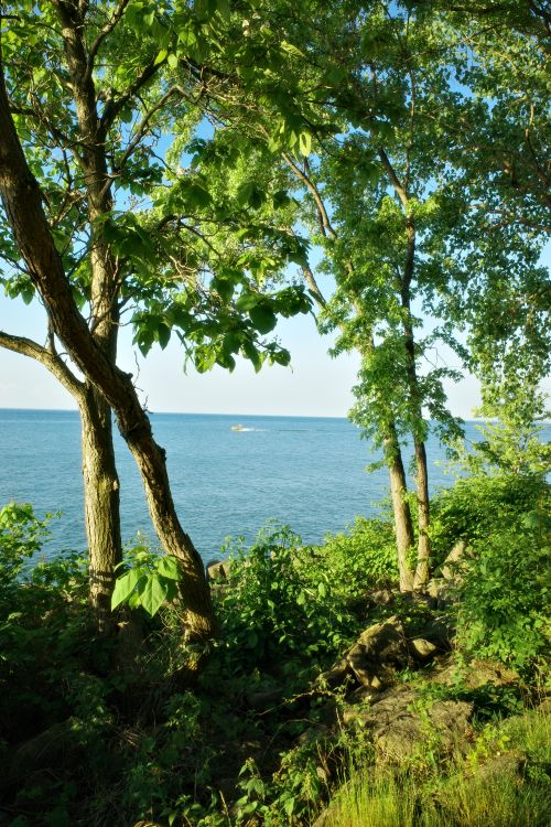 Free Serene summer scene featuring Lake Erie through lush green trees, ideal for nature lovers. Stock Photo