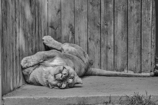 A serene lion enjoying a nap against a rustic wooden fence, captured in black and white.