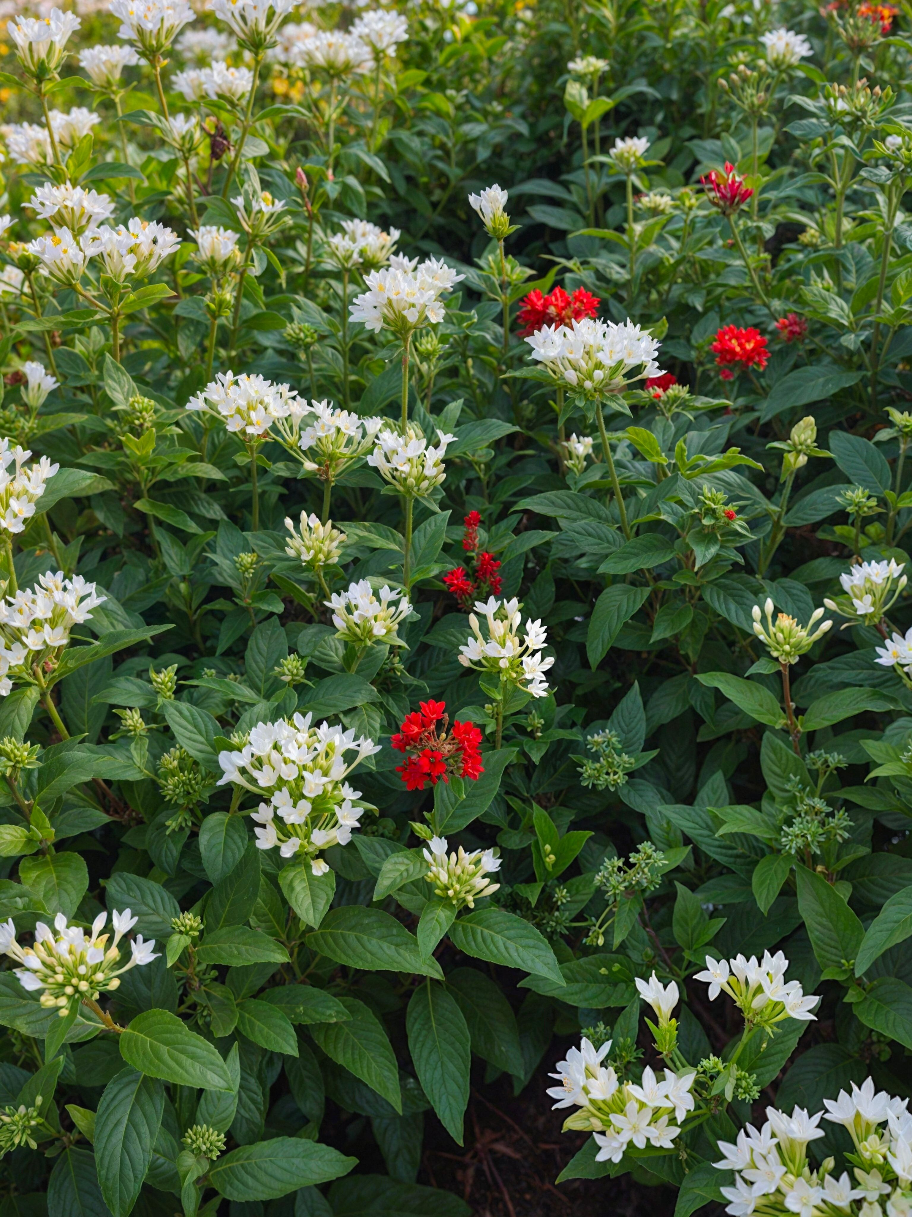 [ColoSach]-vibrant-red-and-white-pentas-flowers-in-full-bloom-in-tarlac-city-garden.