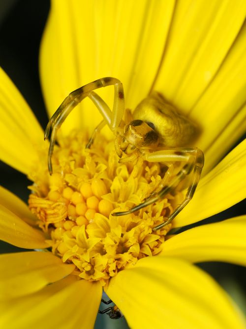 Free Close-up of a crab spider on a vibrant yellow flower petal. Stock Photo
