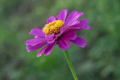 Free Close-up of a vibrant purple zinnia flower in full bloom against a soft green background. Stock Photo