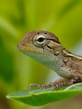 gecko photo