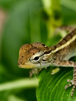 gecko photo