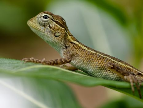 chameleon photo