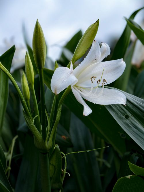 Free Close-up of a white lily flower with dew drops, captured in Kerala, India. Stock Photo