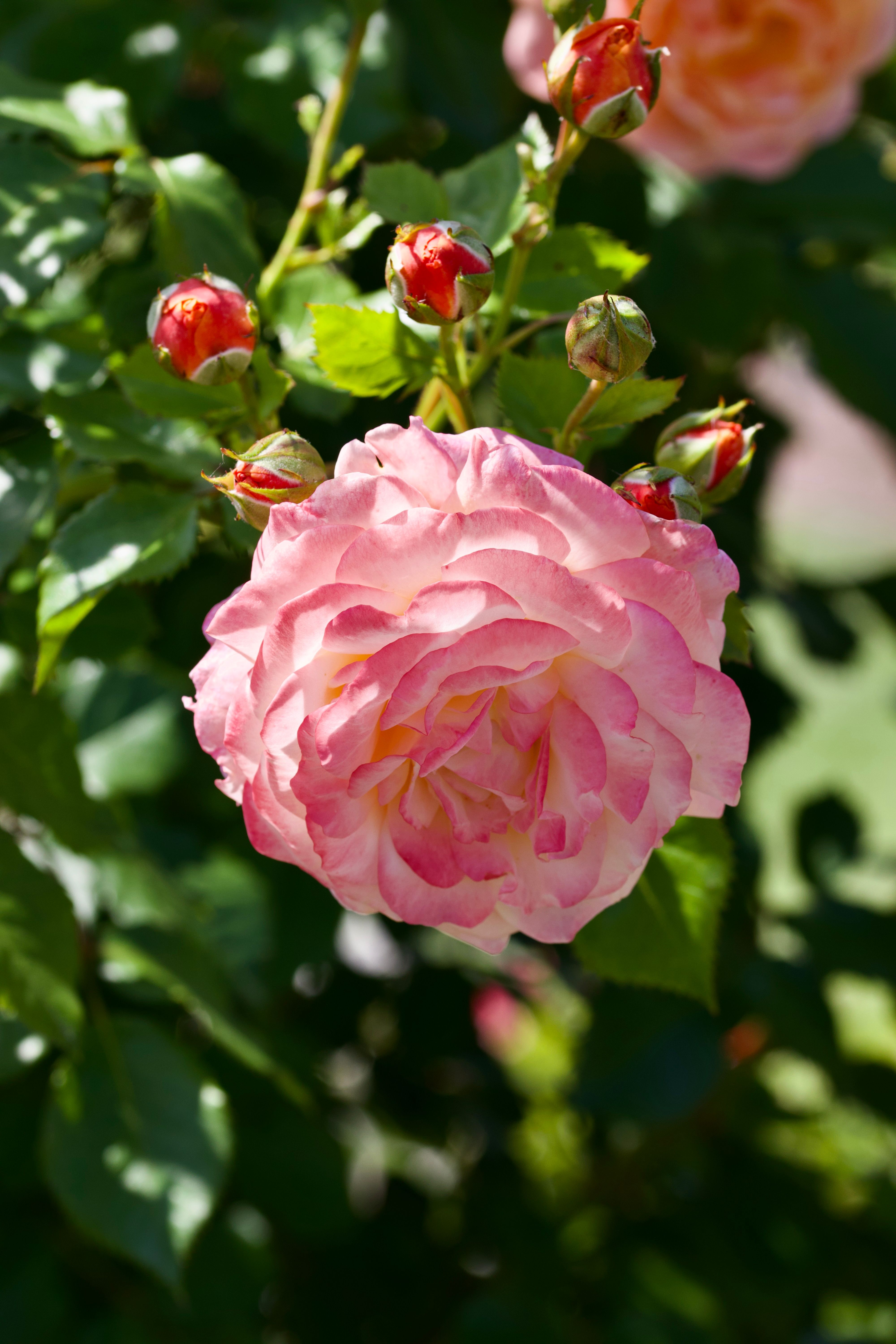 [ColoSach]-beautiful-pink-rose-in-full-bloom-with-buds-and-green-leaves-in-sunlight.