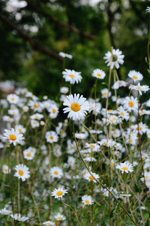 Free A serene field of wild daisies in Kilgarvan, Ireland, showcasing nature's beauty. Stock Photo