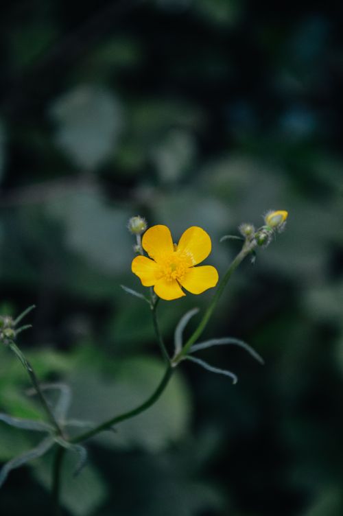 Free Close-up of a vibrant yellow flower against a dark green background in Kilgarvan, Ireland. Stock Photo