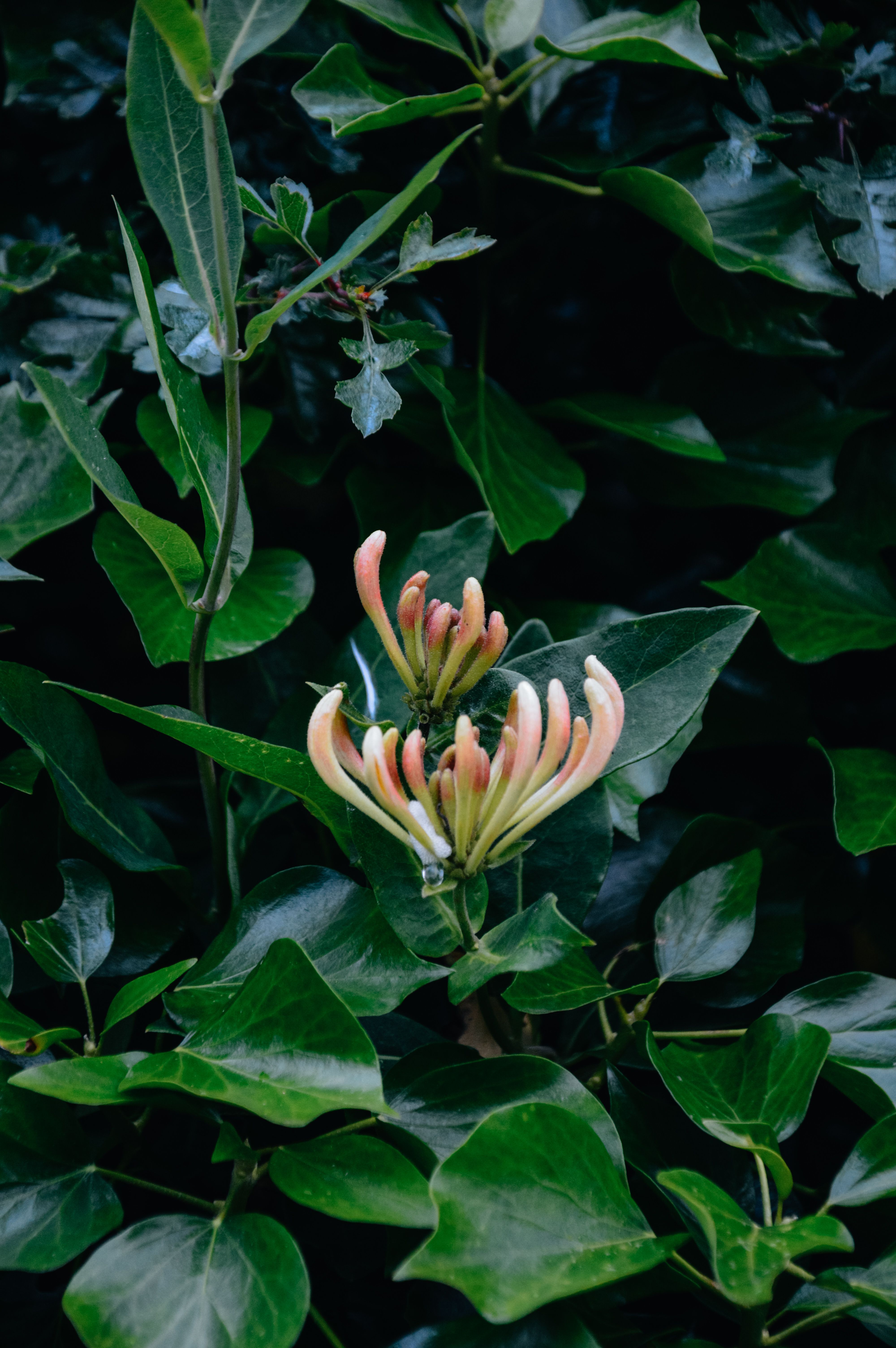 Honeysuckle flowers blooming among green foliage
