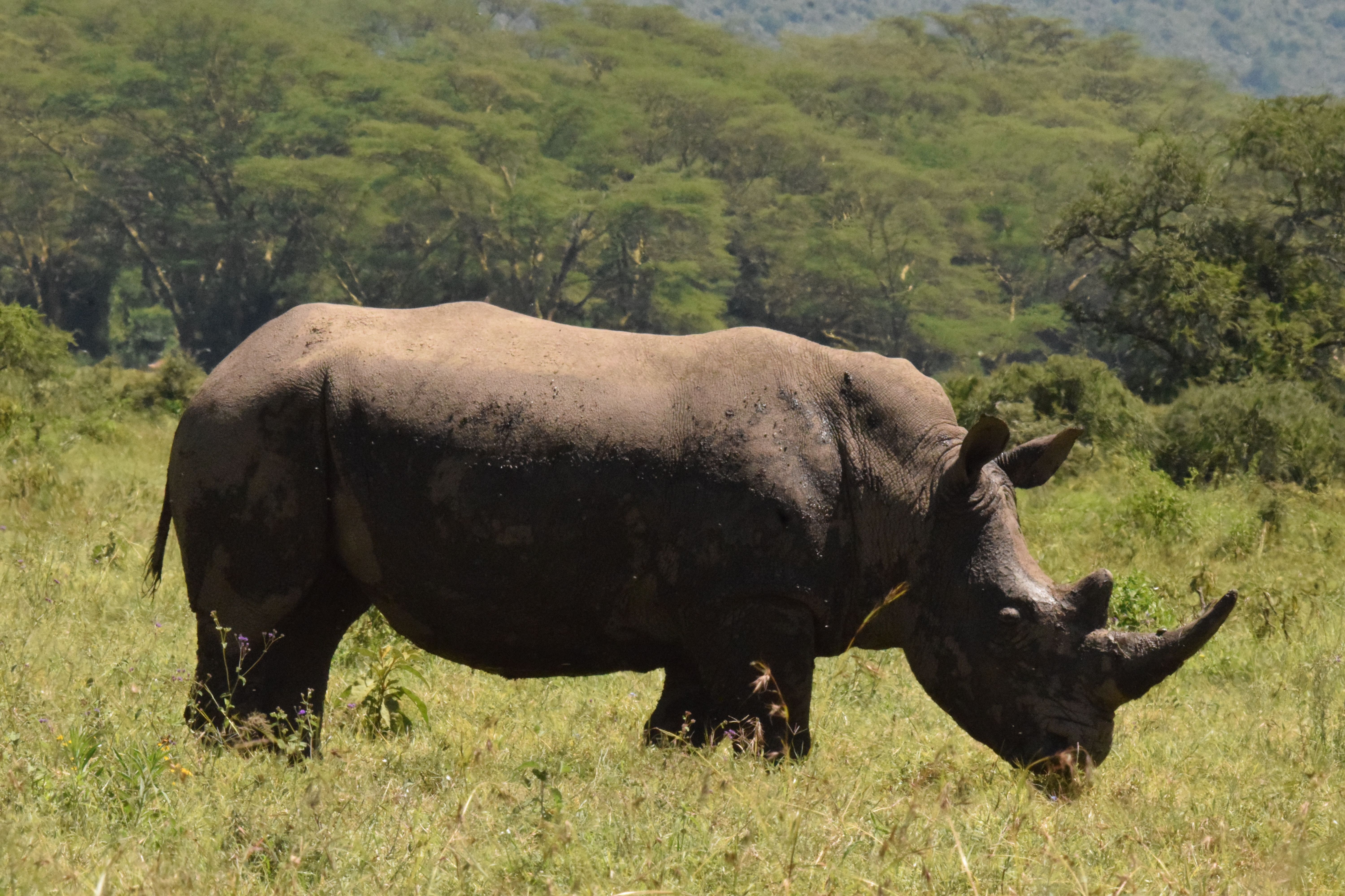 A rhinoceros grazes in the African savanna surrounded by lush greenery.