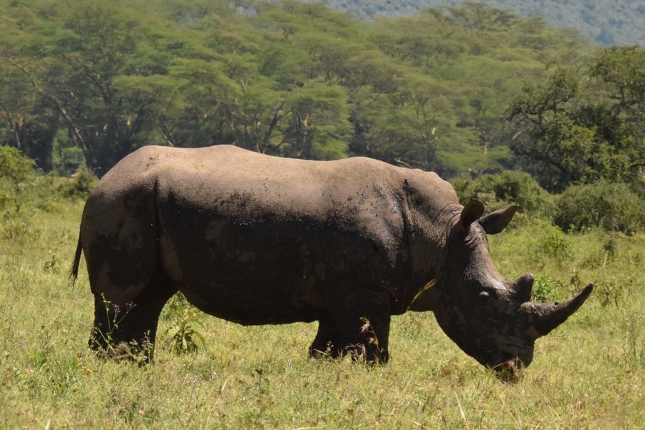 A rhinoceros grazes in the African savanna surrounded by lush greenery.