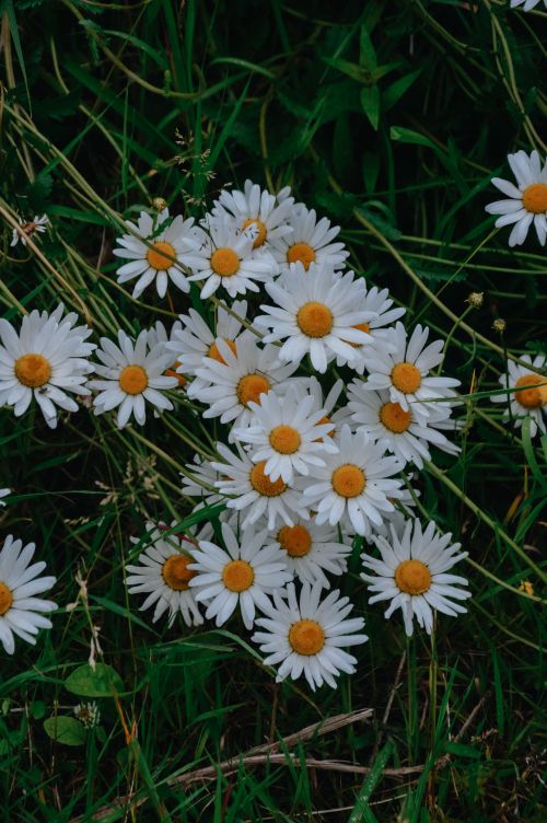 Free A cluster of white daisies blooming with vibrant green foliage in Kilgarvan, Ireland. Stock Photo