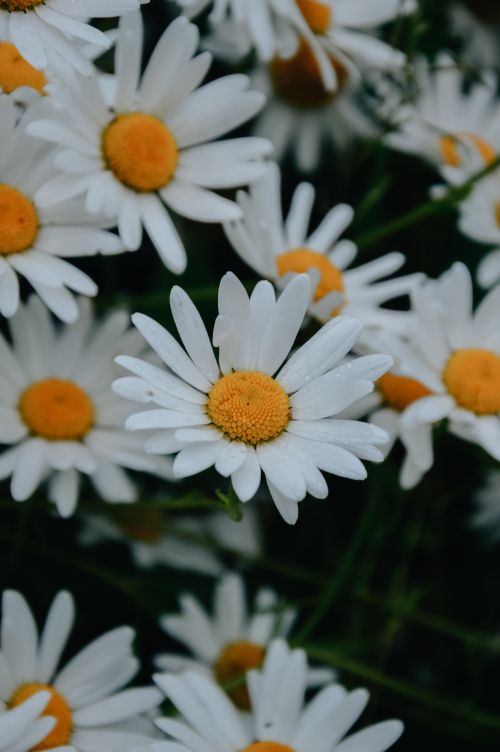Free Vibrant white daisies with yellow centers in Kilgarvan, Ireland. Stock Photo