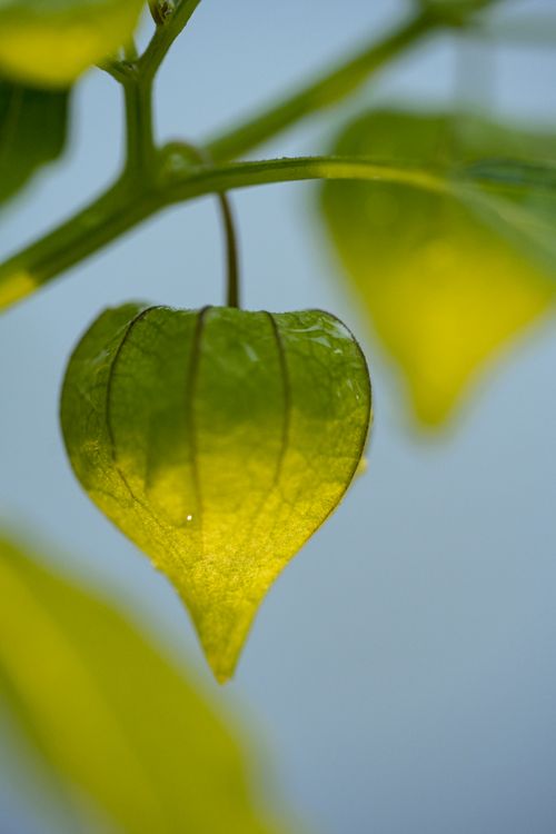 Free Detailed close-up of a bright green Physalis plant, capturing the texture and structure of its lantern-like fruit. Stock Photo