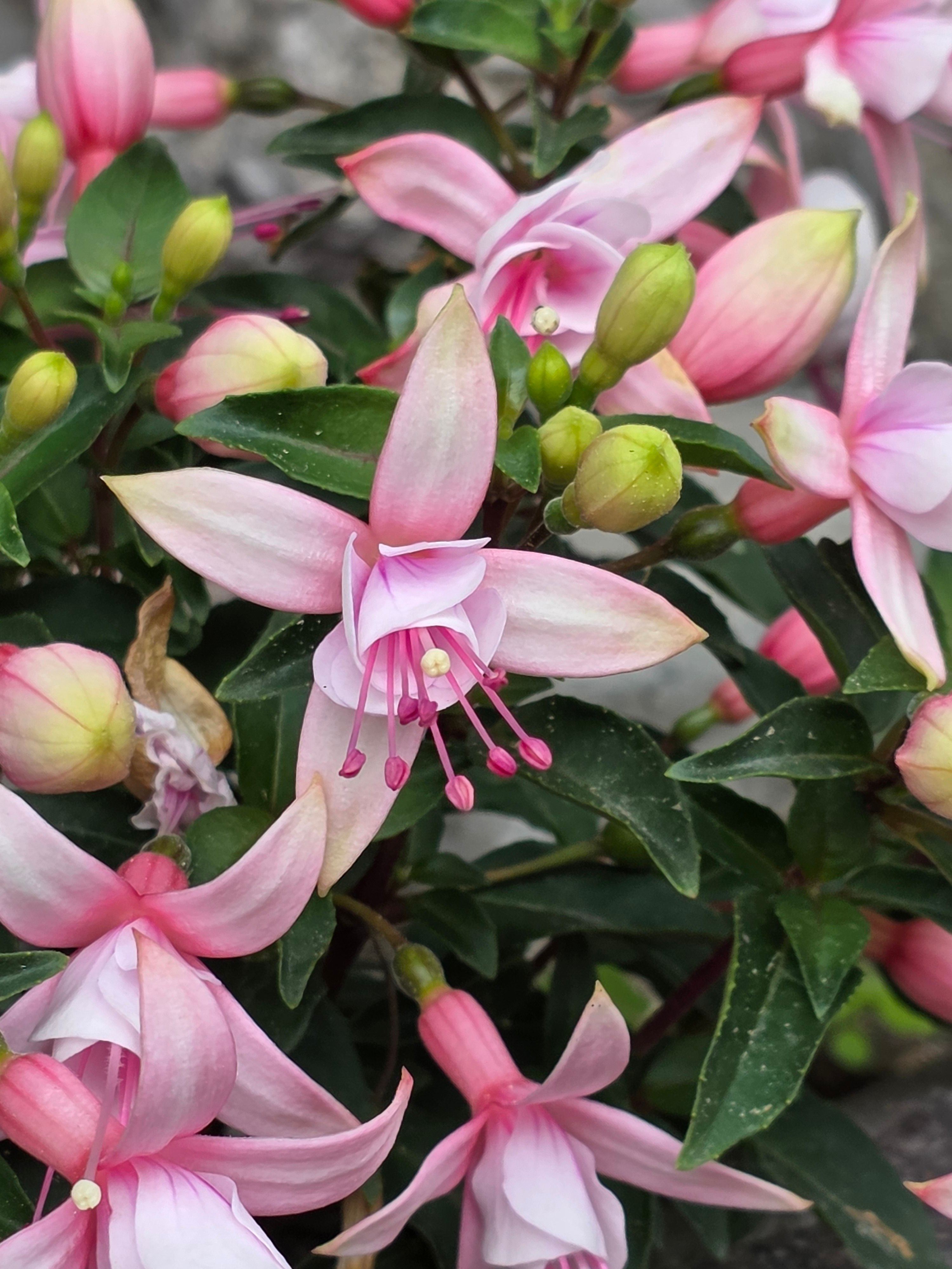 [ColoSach]-close-up-of-vibrant-pink-fuchsia-flowers-with-lush-green-leaves-in-a-natural-setting.