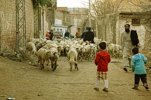 Free Village scene in Manglor, Pakistan with children and sheep in a rustic setting. Stock Photo