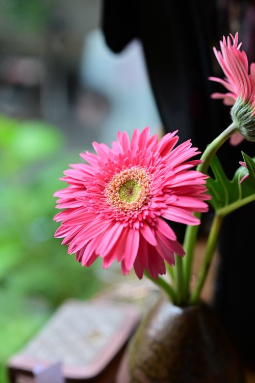 Free Close-up of a pink gerbera daisy in a rustic vase with blurred green background. Stock Photo