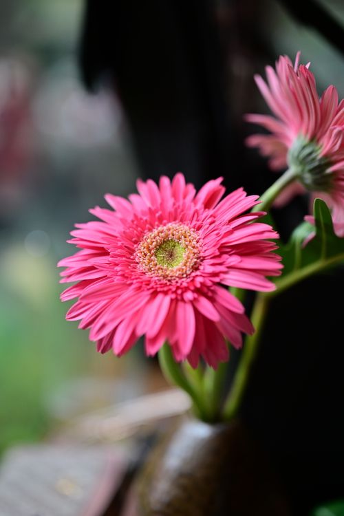 Free Close-up of pink Gerbera daisies with soft background, showcasing vibrant petals in natural light. Stock Photo